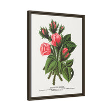 Pink roses, Crested Moss lithograph. Digitally enhanced from our own original 1900 edition plates of Botanical Specimen published by Rochester Lithographing