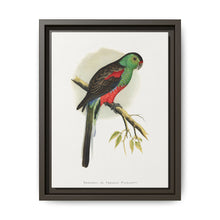 Beautiful or Paradise Parrakeet (Psephotus pulcherrimus) colored wood-engraved plate by Alexander Francis Lydon - NOMADEN ART GALLERY