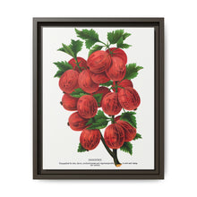 Industry Gooseberry lithograph. Digitally enhanced from our own original 1900 edition plates of Botanical Specimen published by Rochester Lithographing - NOMADEN ART GALLERY