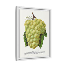 Green Mountain grape lithograph. Digitally enhanced from our own original 1900 edition plates of Botanical Specimen published by Rochester Lithographing