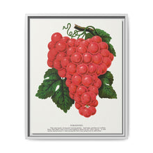 Vergennes grape lithograph. Digitally enhanced from our own original 1900 edition plates of Botanical Specimen published by Rochester Lithographing - NOMADEN ART GALLERY