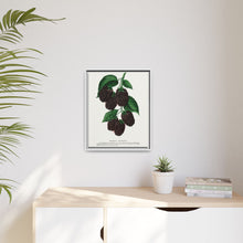 Lucretia Dewberry lithograph. Digitally enhanced from our own original 1900 edition plates of Botanical Specimen published by Rochester Lithographing
