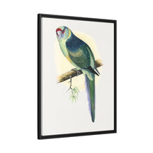 Barnard's Parrakeet (Barnardius barnardi) colored wood-engraved plate by Alexander Francis Lydon