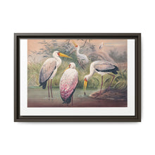 The African Wood Ibis from Zoological sketches (1861-1867) by Joseph Wolf and Philip Lutley Sclater - NOMADEN ART GALLERY