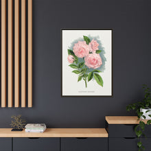 Pink rose, Clothilde Soupert lithograph. Digitally enhanced from our own original 1900 edition plates of Botanical Specimen published by Rochester Lithographing