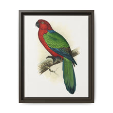 Red Shining Parrakeet (Prosopeia tabuensis) colored wood-engraved plate by Alexander Francis Lydon - NOMADEN ART GALLERY