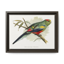 Many-Coloured Parrakeet (Psephotellus varius) colored wood-engraved plate by Alexander Francis Lydon - NOMADEN ART GALLERY