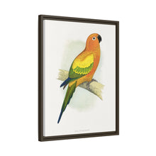 Sun Parrakeet (Aratinga solstitialis) colored wood-engraved plate by Alexander Francis Lydon