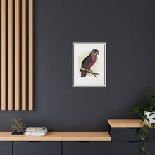Dusky or Violet Parrot (Pionus fuscus) colored wood-engraved plate by Alexander Francis Lydon.