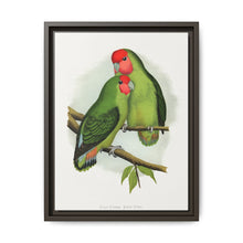 Rosy-Faced Love-Bird (Agapornis roseicollis) colored wood-engraved plate by Alexander Francis Lydon. - NOMADEN ART GALLERY
