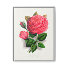 Pink rose, Anna De Diesbach lithograph. Digitally enhanced from our own original 1900 edition plates of Botanical Specimen published by Rochester Lithographing - NOMADEN ART GALLERY