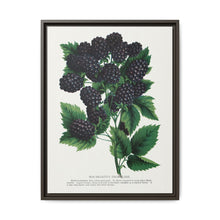 Wachusetts Thornless blackberry lithograph. Digitally enhanced from our own original 1900 edition plates of Botanical Specimen published by Rochester Lithographing - NOMADEN ART GALLERY