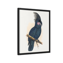 Great Black Cockatoo (Probosciger aterrimus) colored wood-engraved plate by Alexander Francis Lydon