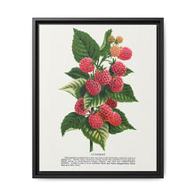 Cuthbert raspberry lithograph. Digitally enhanced from our own original 1900 edition plates of Botanical Specimen published by Rochester Lithographing - NOMADEN ART GALLERY