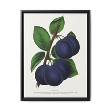 Niagara plum lithograph. Digitally enhanced from our own original 1900 edition plates of Botanical Specimen published by Rochester Lithographing - NOMADEN ART GALLERY