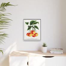 Gov Wood cherry lithograph. Digitally enhanced from our own original 1900 edition plates of Botanical Specimen published by Rochester Lithographing