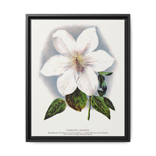 Clematis flower lithograph. Digitally enhanced from our own original 1900 edition plates of Botanical Specimen published by Rochester Lithographing - NOMADEN ART GALLERY