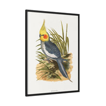 Cockatiel (Nymphicus hollandicus) colored wood-engraved plate by Alexander Francis Lydon