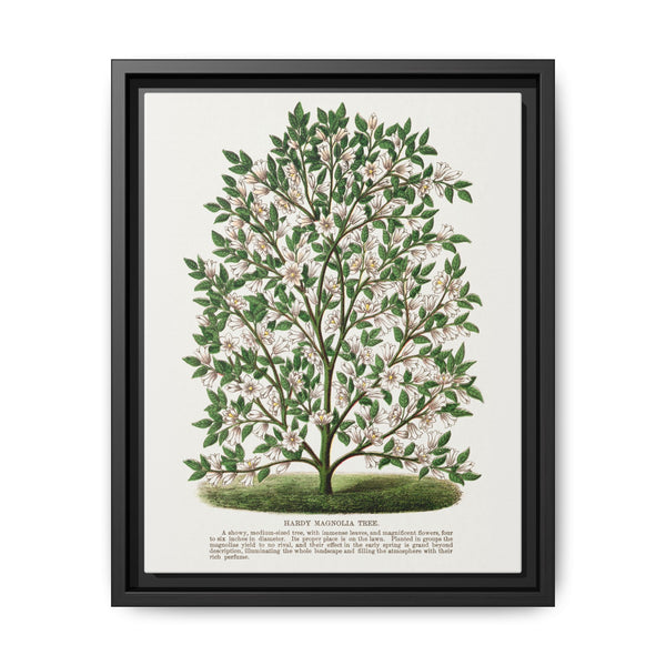 Hardy Magnolia tree lithograph. Digitally enhanced from our own original 1900 edition plates of Botanical Specimen published by Rochester Lithographing - NOMADEN ART GALLERY