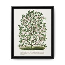 Hardy Magnolia tree lithograph. Digitally enhanced from our own original 1900 edition plates of Botanical Specimen published by Rochester Lithographing - NOMADEN ART GALLERY