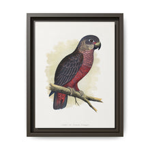 Dusky or Violet Parrot (Pionus fuscus) colored wood-engraved plate by Alexander Francis Lydon. - NOMADEN ART GALLERY