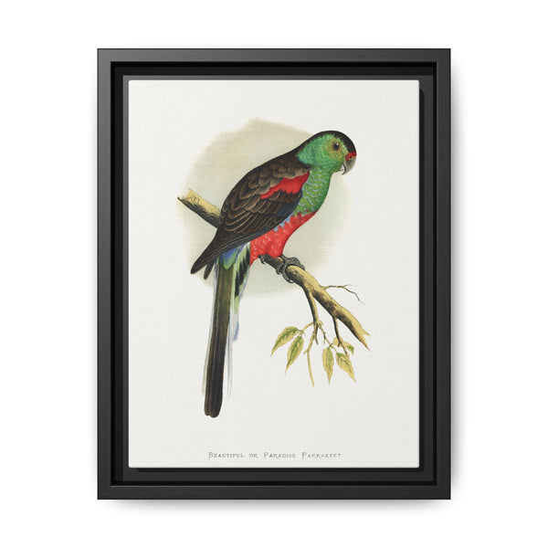 Beautiful or Paradise Parrakeet (Psephotus pulcherrimus) colored wood-engraved plate by Alexander Francis Lydon