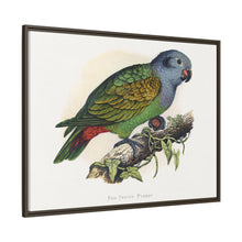 Red-Vented Parrot (Amazona martinicana) colored wood-engraved plate by Alexander Francis Lydon