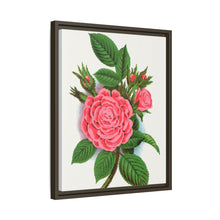 Pink rose, Salet Moss lithograph. Digitally enhanced from our own original 1900 edition plates of Botanical Specimen published by Rochester Lithographing