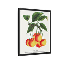 Gov Wood cherry lithograph. Digitally enhanced from our own original 1900 edition plates of Botanical Specimen published by Rochester Lithographing