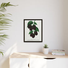 Lucretia Dewberry lithograph. Digitally enhanced from our own original 1900 edition plates of Botanical Specimen published by Rochester Lithographing