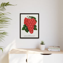 Vergennes grape lithograph. Digitally enhanced from our own original 1900 edition plates of Botanical Specimen published by Rochester Lithographing