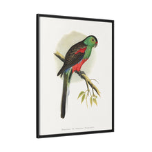 Beautiful or Paradise Parrakeet (Psephotus pulcherrimus) colored wood-engraved plate by Alexander Francis Lydon