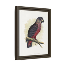 Dusky or Violet Parrot (Pionus fuscus) colored wood-engraved plate by Alexander Francis Lydon.