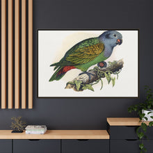 Red-Vented Parrot (Amazona martinicana) colored wood-engraved plate by Alexander Francis Lydon