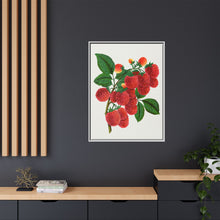 Shaffer's Colossal Raspberry Lithograph (1900)