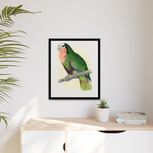 Red-Throated White-Fronted Amazon (Amazona leucocephala) colored wood-engraved plate by Alexander Francis Lydon.
