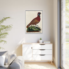 A horned Indian pheasant standing on the grass by J. Pass after J. E. Ihle.