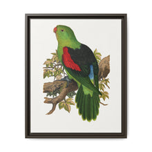 Red-winged parakeet (Aprosmictus erythropterus) colored wood-engraved plate by Alexander Francis Lydon - NOMADEN ART GALLERY