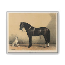 Orloffer (Orloff Horse) by Emil Volkers (1880) - An illustration of a black horse and a white dog - NOMADEN ART GALLERY
