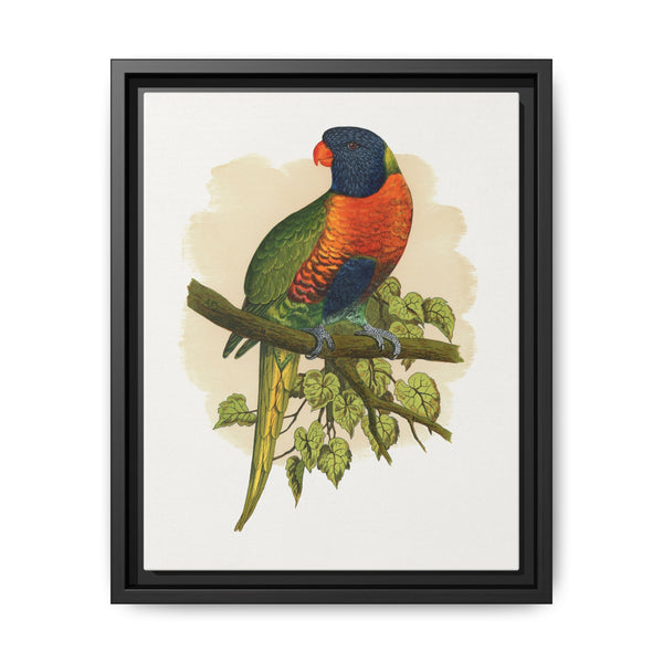 Blue Mountain Lory (Trichoglossus moluccanus) colored wood-engraved plate by Alexander Francis Lydon.