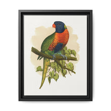Blue Mountain Lory (Trichoglossus moluccanus) colored wood-engraved plate by Alexander Francis Lydon. - NOMADEN ART GALLERY