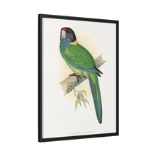 Lydon's Yellow-Naped Parrakeet | Vintage Bird Wall Art Print