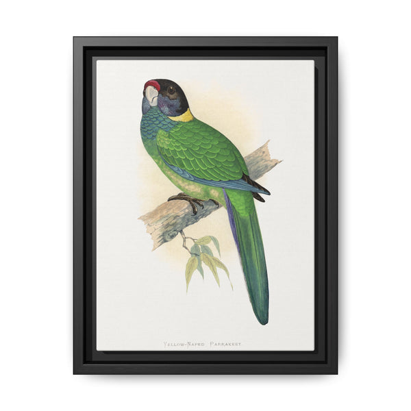 Yellow-Naped Parrakeet (Platycercus Baueri) colored wood-engraved plate by Alexander Francis Lydon. - NOMADEN ART GALLERY