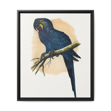 Hyacinthine Macaw (Anodorhynchus hyacinthinus) colored wood-engraved plate by Alexander Francis Lydon. - NOMADEN ART GALLERY