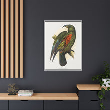 Mountain Parrot (Nestor notabilis) colored wood-engraved plate by Alexander Francis Lydon