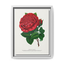 Red rose, American Beauty lithograph. Digitally enhanced from our own original 1900 edition plates of Botanical Specimen published by Rochester Lithographing - NOMADEN ART GALLERY