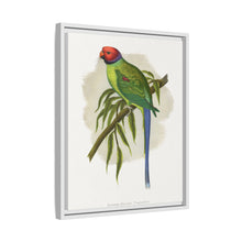 Blossom-Headed Parrakeet (Psittacula roseata) colored wood-engraved plate by Alexander Francis Lydon.