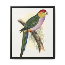 Pileated Parrakeet (Pionopsitta pileata) colored wood-engraved plate by Alexander Francis Lydon. - NOMADEN ART GALLERY