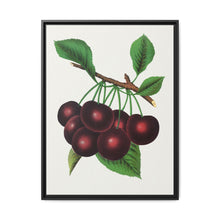 Black Tartarian cherry lithograph. Digitally enhanced from our own original 1900 edition plates of Botanical Specimen published by Rochester Lithographing - NOMADEN ART GALLERY