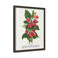 Cuthbert raspberry lithograph. Digitally enhanced from our own original 1900 edition plates of Botanical Specimen published by Rochester Lithographing